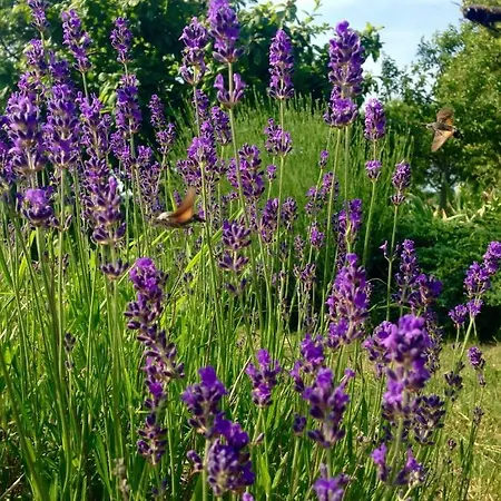 度假居 Le Texier The *