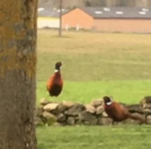 Le Texier The * Verteillac