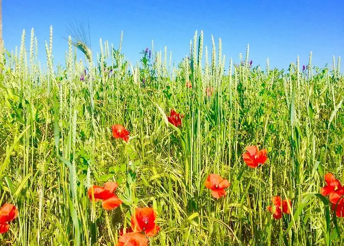Le Texier The Nyaraló